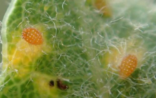 Réf. 259 583 : Phylloxera quercus